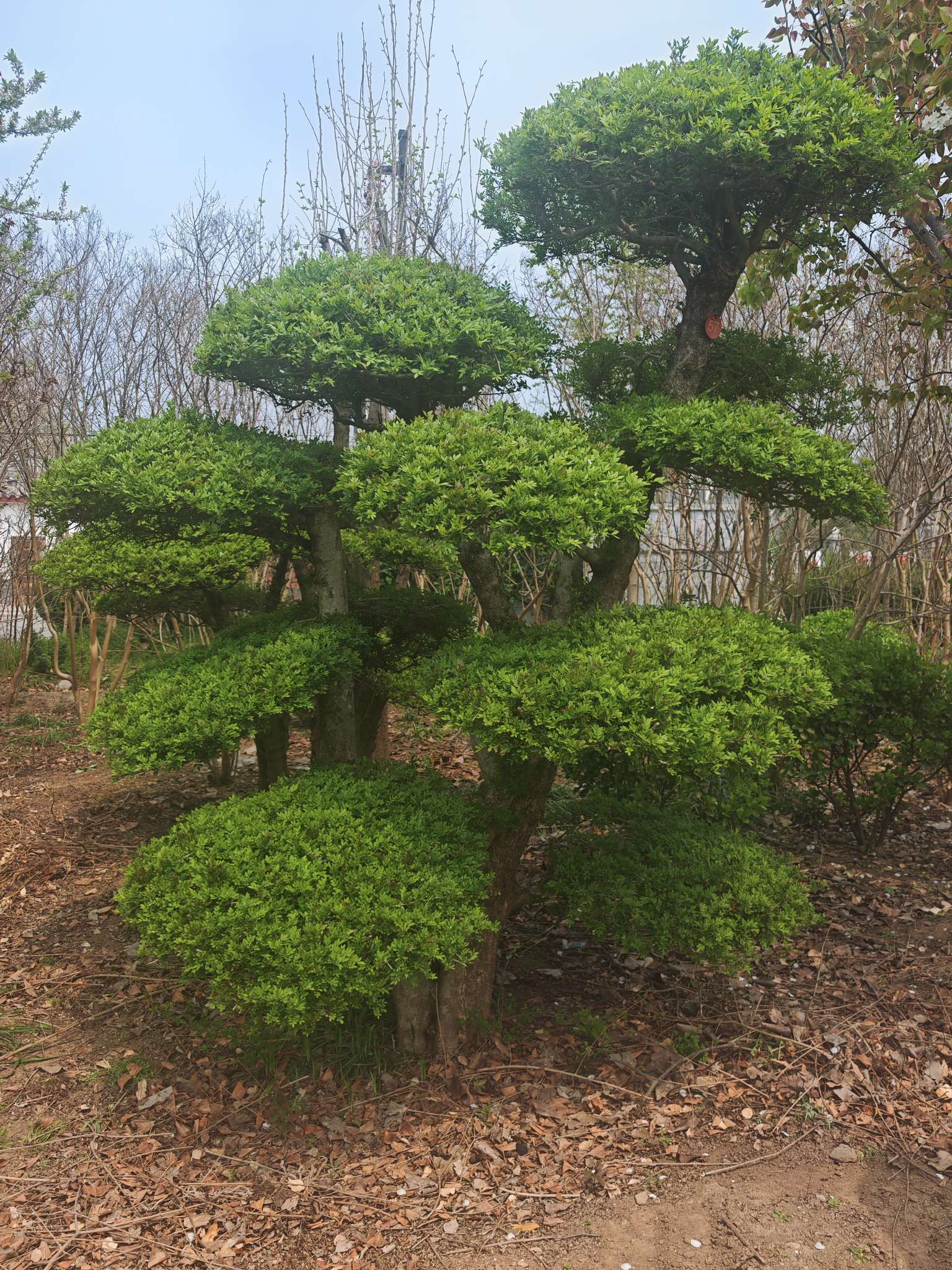 20公分对节白蜡