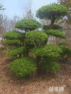 20公分对节白蜡