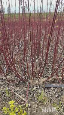 高度80厘米红瑞木