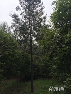 15公分乐东拟单性木兰