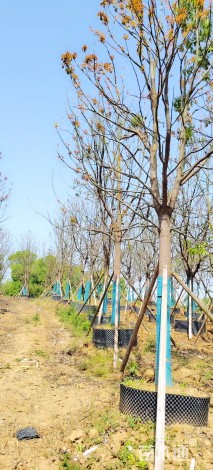 18公分香樟