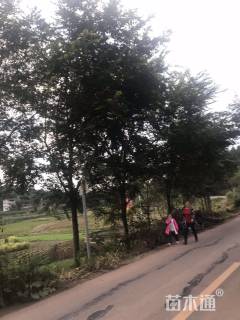 30公分朴树