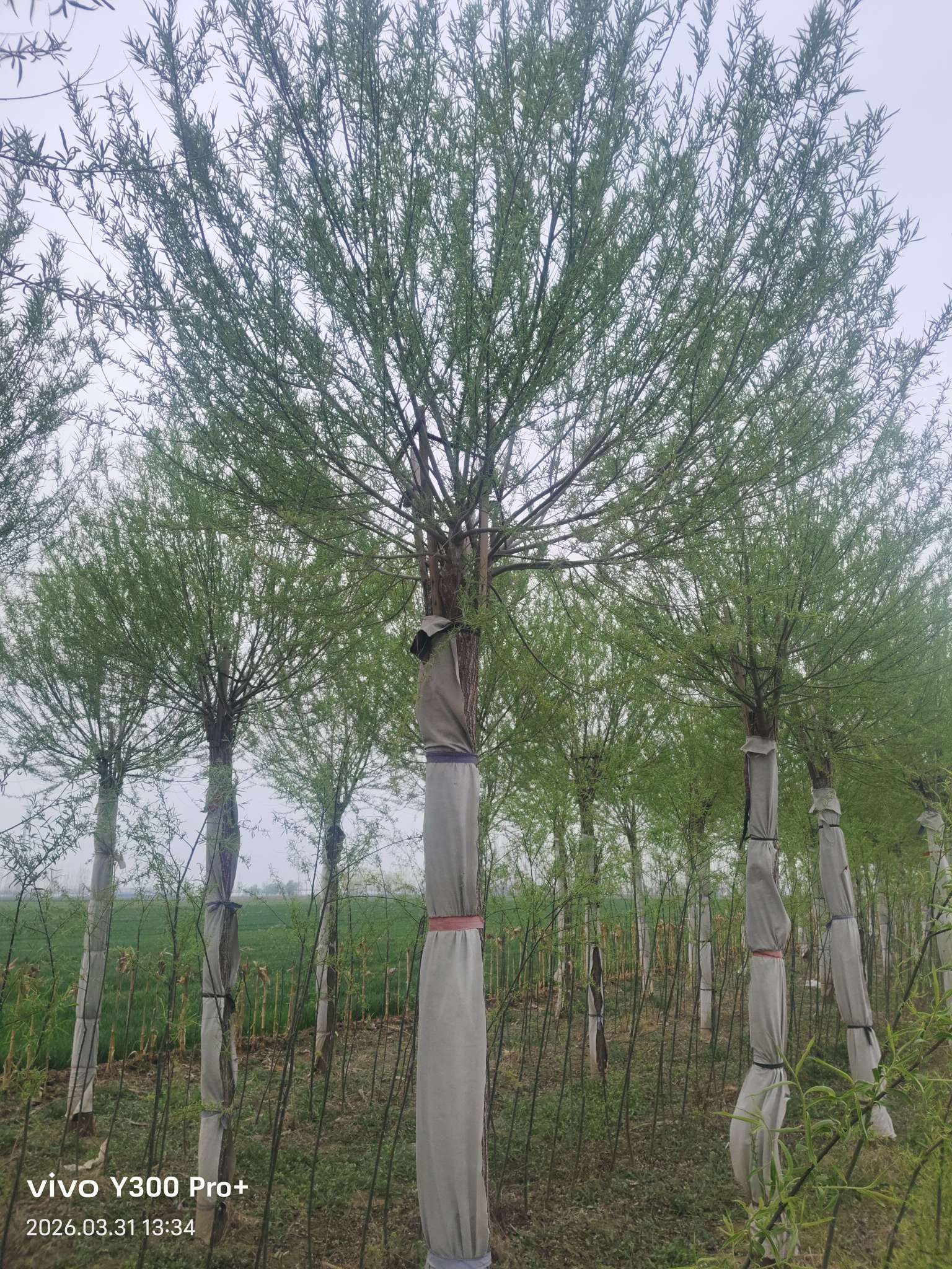 14公分馒头柳