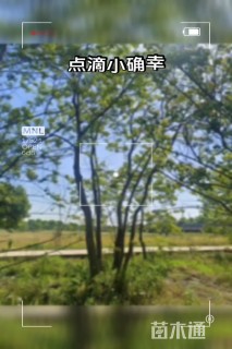 50公分(3杆)丛生乌桕