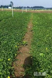 高度10厘米三叶委陵菜
