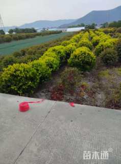冠幅120厘米金森女贞球