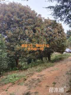 30公分丹桂