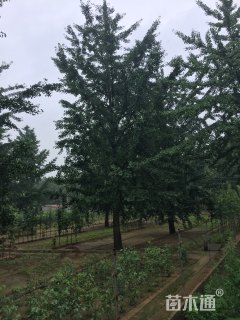 12公分银杏