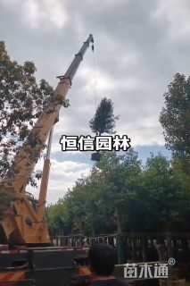 18公分香樟