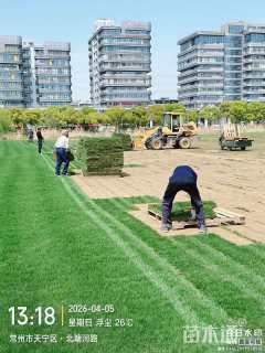 草块状四季青草坪