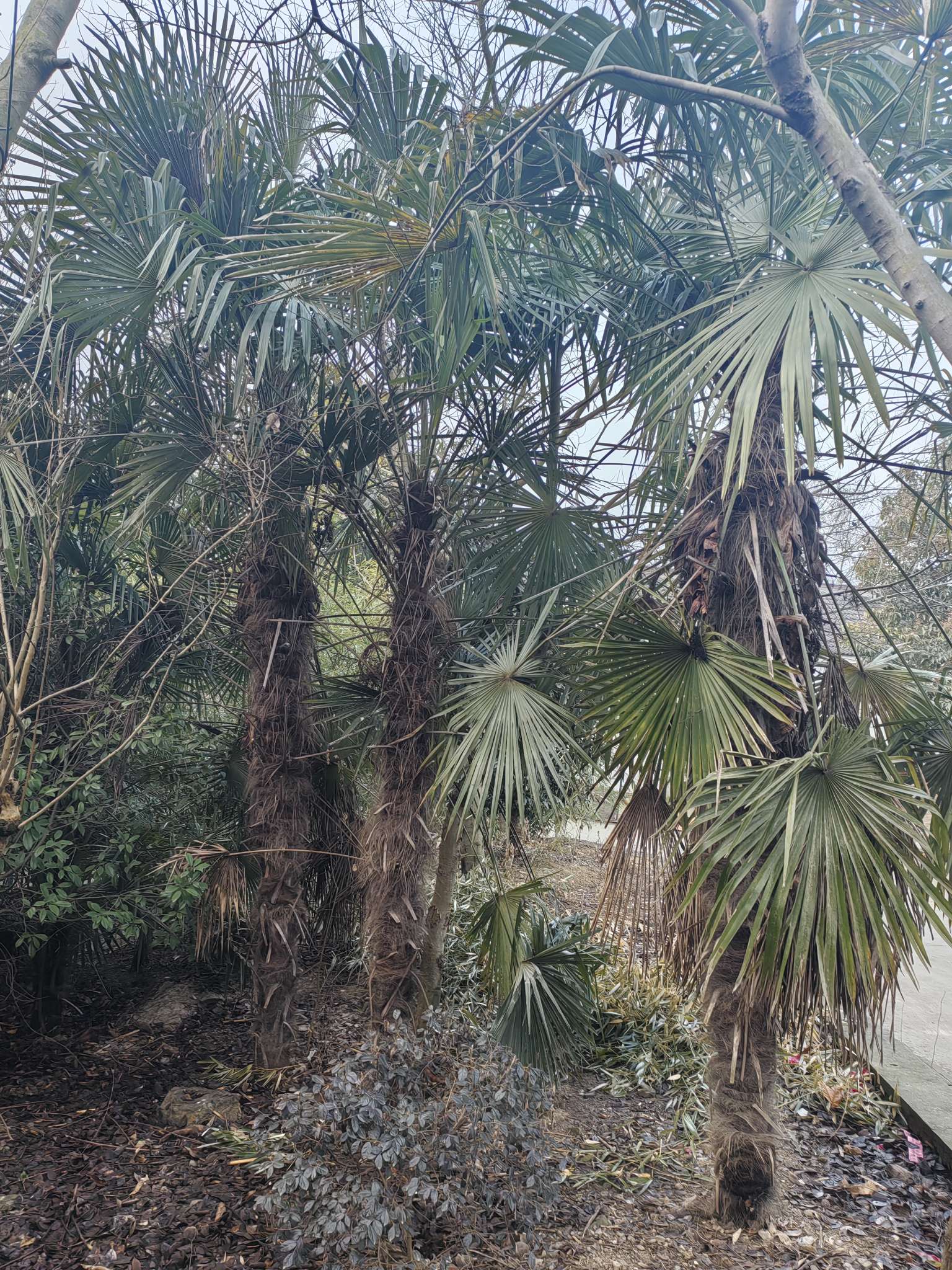 裸干高600厘米棕榈