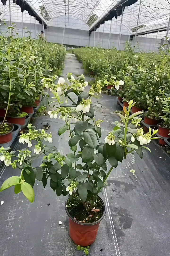 高度40厘米蓝莓小苗