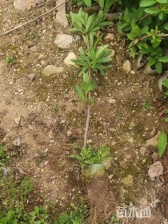 20厘米金银花