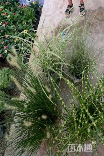 高度60厘米晨光芒