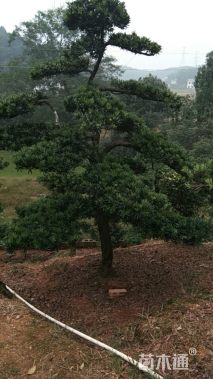 280厘米造型罗汉松