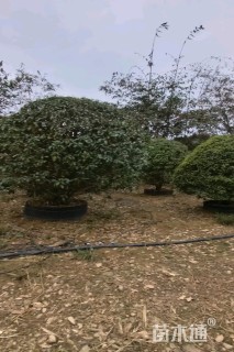 高度400厘米丛生桂花