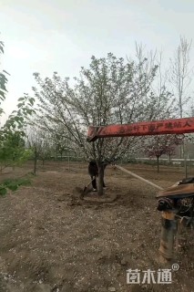 18公分日本早樱