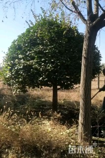 高度260厘米卫矛