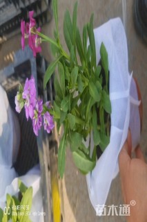 高度25厘米紫罗兰