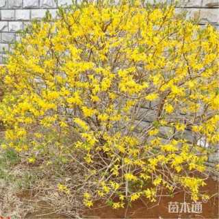 高度30厘米迎春花