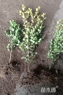 高度40厘米瓜子黄杨