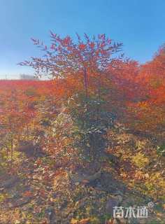 高度20厘米地被石竹