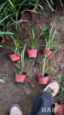 高度25厘米百子莲