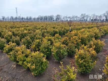 高度60厘米瓜子黄杨