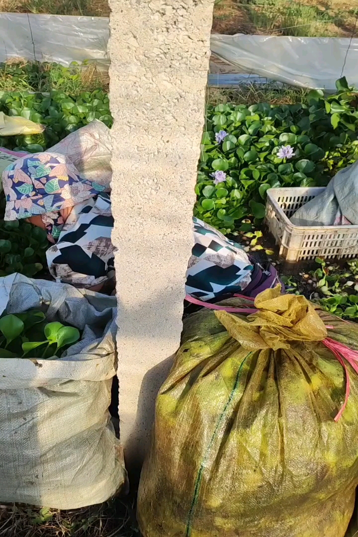 高度20厘米水葫芦