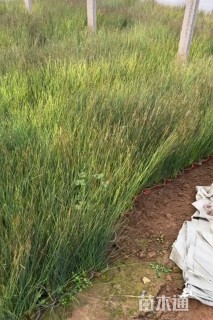 高度60厘米灯心草