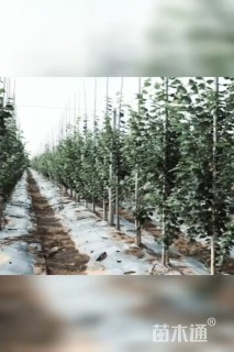 15公分欧洲大叶椴