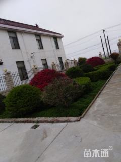 冠幅350厘米红花继木球