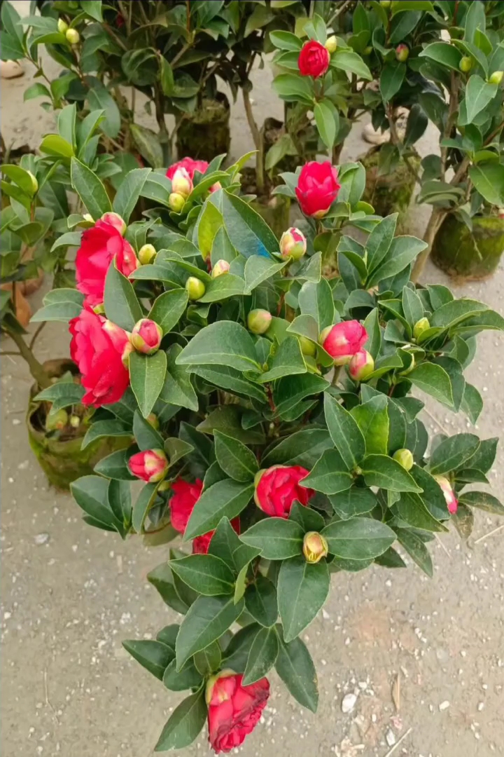 高度40厘米四季茶花