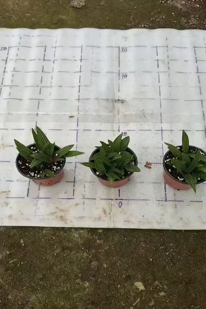 高度5厘米百合