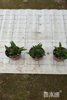 高度5厘米百合