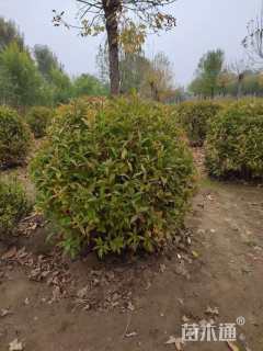 高度250厘米红王子锦带球