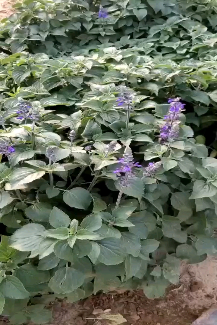 高度30厘米超级鼠尾草