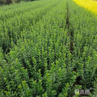 高度30厘米卫矛
