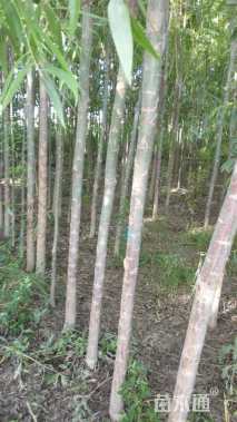 8公分柳树