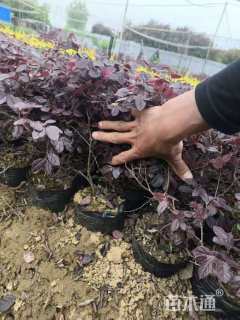 高度30厘米红花继木