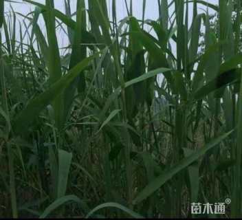 高度30厘米芦苇