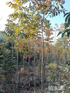 4公分无患子