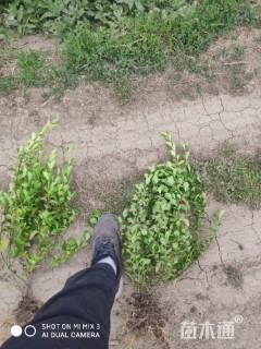 高度45厘米冬青卫矛