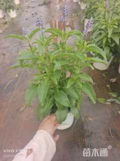 高度20厘米鼠尾草