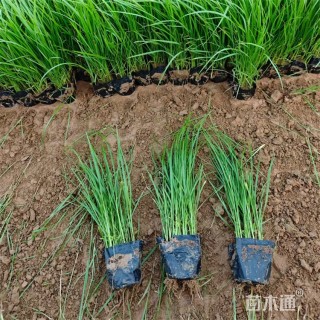 高度30厘米紫穗狼尾草