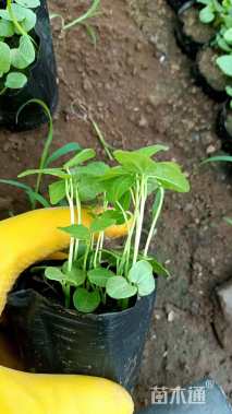 高度8厘米芙蓉葵