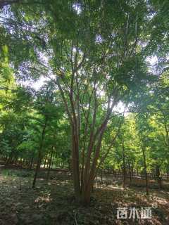 60公分丛生无患子