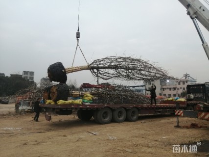 15公分杏树