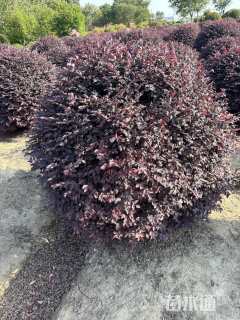 冠幅150厘米红花继木球