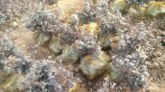 高度40厘米红花继木
